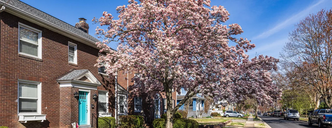 Older brick houses on a quiet residential street with a blossoming tree and a sidewalk